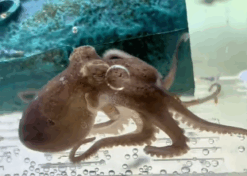 C3007011 It was too weak to cry, but its eyes screamed for help part2