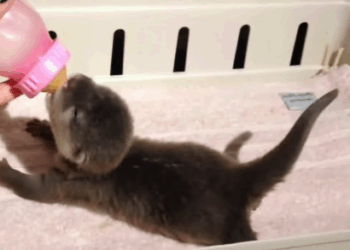 C2907001 This animal was left to die… What we found will break you part2