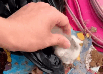 C2907002 Seconds from death, this creature did something unbelievable part2