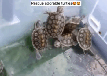 C2907004 Buried in trash, this animal begged us with its eyes part2