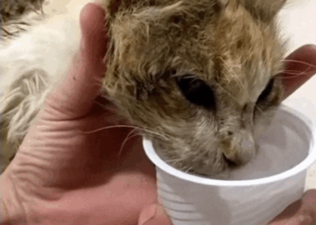 C2907005 No one believed it could survive… but then a miracle happened part2