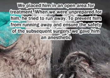 C1807004 Rescue a puppy with an iron ring embedded in its mouth part2