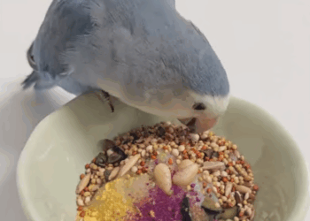 C0108001 This poor animal was left to die on the street part 2