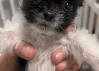 C0108006 He cried for help until his voice gave out… part2