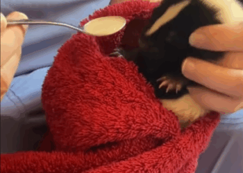 C0108008 This animal was hanging on by a thread… until a stranger appeared part2