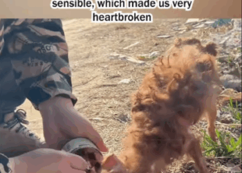 C1807005 Rescue abandoned Teddy puppy part2