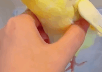 C0108012 It had no chance of surviving… until this miracle happened part 2