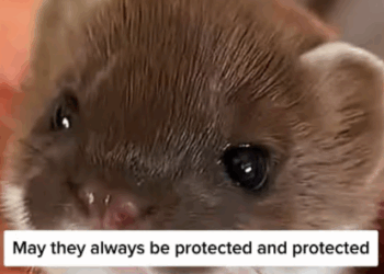 C0108013 Paralyzed and forgotten — the most heartbreaking rescue you’ll ever see part2