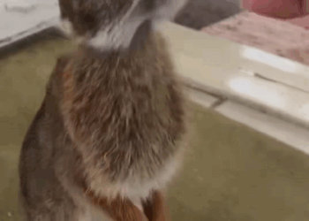 C3007001 Dumped in the river, barely alive, but still breathing part2