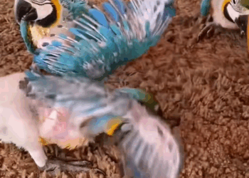 C3007002 It dragged itself for miles with shattered legs_part2