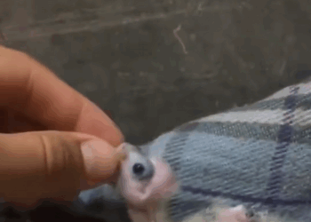 C3007003 We thought it was a pile of trash—until it blinked part2