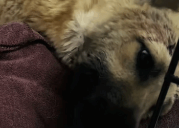 C3007004 Screaming in pain but no one cared to stop part2