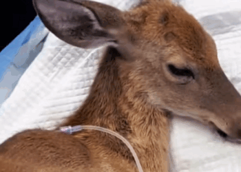 C3007006 This animal’s cries haunted us for nights part2