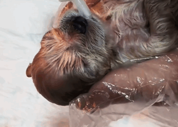 C3007007 Flies were eating its open wounds when we found it part2