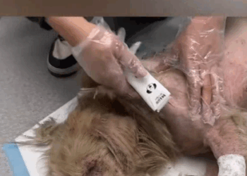 C1807006 Rescue an injured and abandoned puppy part 2