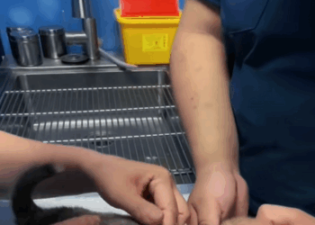 C3007008 It hadn’t moved in days, but its heart was still beating part2