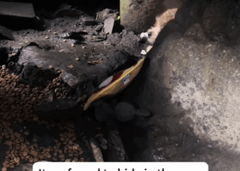 C3007009 We followed a trail of blood and found this part2