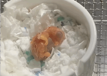 C3007010 Chained and left to starve in complete darkness part2