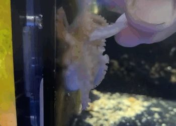 C3007011 It was too weak to cry, but its eyes screamed for help part2