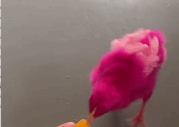 C3007012 Someone poured acid on this innocent animal part2