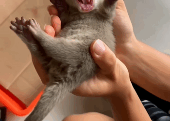 C2907001 This animal was left to die… What we found will break you part2