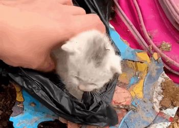 C2907002 Seconds from death, this creature did something unbelievable part2