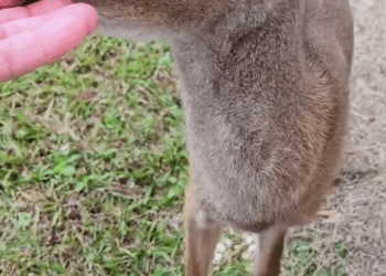 C2907003 We thought it was already gone… until it blinked part2