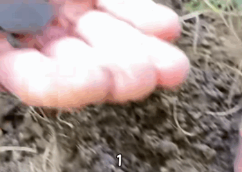 C2907004 Buried in trash, this animal begged us with its eyes part2