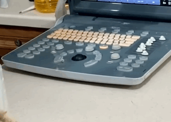 C2907005 No one believed it could survive… but then a miracle happened part2