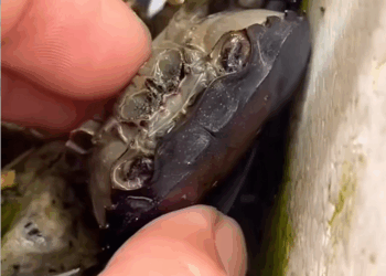 C2907007 Rescuers arrived too late… or so they thought part2