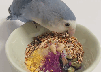 C0108001 This poor animal was left to die on the street part 2