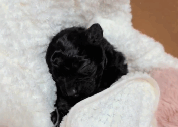 C0108002 No one stopped to help until it was almost too late part 2