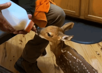 C0108003 Abandoned, bleeding, and alone – seconds from death! part2