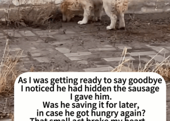 C0108004 They thought it was already dead… but then it moved part2