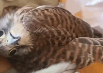 C0108005 Found in a trash bag — barely breathing and forgotten part2