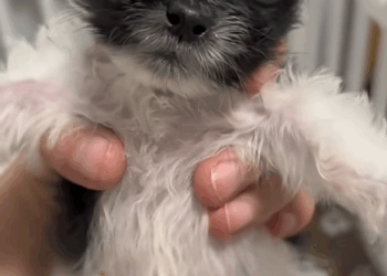 C0108006 He cried for help until his voice gave out… part2