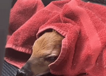 C0108007 Starving, freezing, and left to die – you won’t believe what we found part2