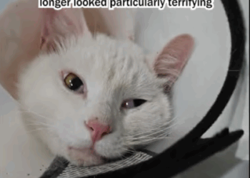 C1807008 Rescue kitten with an injured hind leg part2