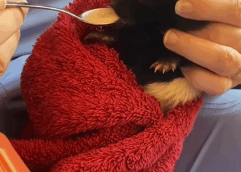 C0108008 This animal was hanging on by a thread… until a stranger appeared part2