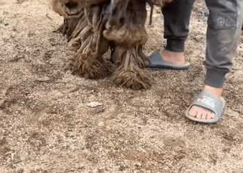 C0108009 How could someone do this to a living creature part2