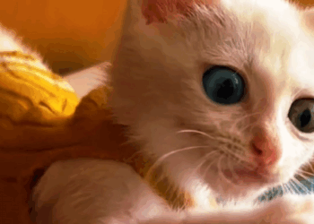 C0108010 Every bone was showing… but no one seemed to care part2