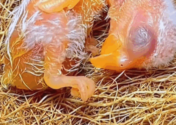 C0108012 It had no chance of surviving… until this miracle happened part2