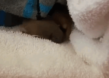 C0108013 Paralyzed and forgotten — the most heartbreaking rescue you’ll ever see part2