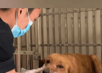 C1907001 Rescue puppy with disabled legs that is walking part2