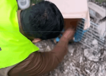 C1907003 The kitten asked humans for help to rescue her mother kitten part2