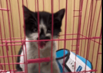 C1907004 The kittens eyes were gone part 2