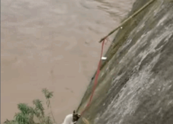 C1707003 Help me The puppy that fell into the river shouted loudly puppy part2