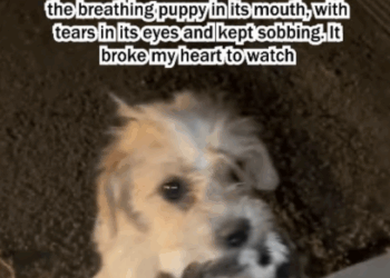 C1907005 The mother dog choked up and asked the man for help to part2