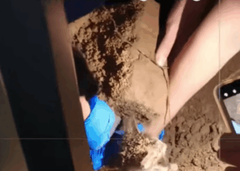 C1907007 The puppy saved the kitten in the crevice of the stone part 2