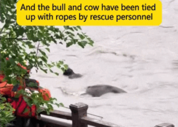 C2107004 Humanity saved the lives of the calf family and they looked grateful part 2